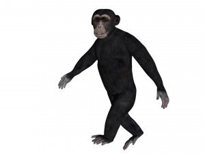 rigged chimpanzee 3D Model
