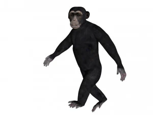 hileli şempanze 3D Model