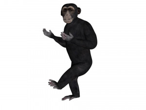 rigged chimpanzee 3D Model