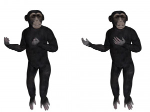 rigged chimpanzee 3D Model