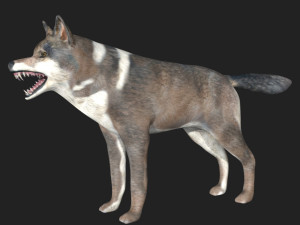 rigged wolf 3D Model
