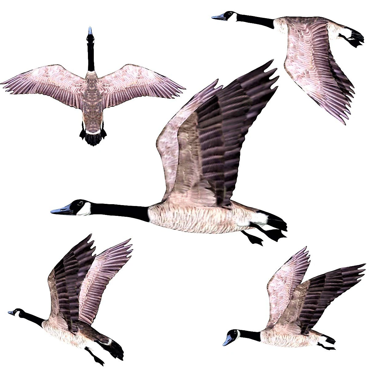 rigged canadian goose canada goose 3D Model .c4d .max .obj .3ds .fbx .stl .blend 
