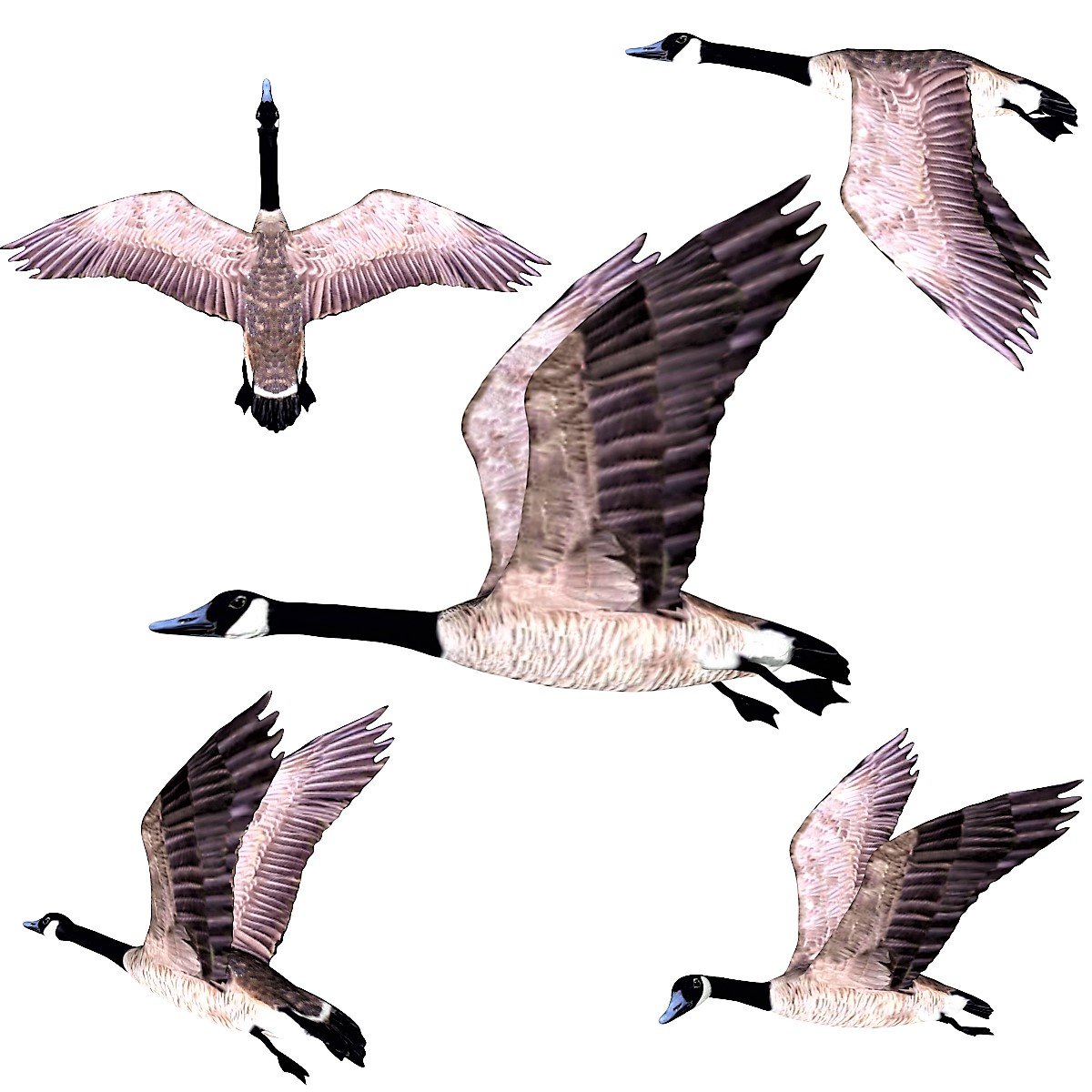 Canada goose online plumas 3d