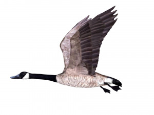rigged canadian goose canada goose Modelo 3D