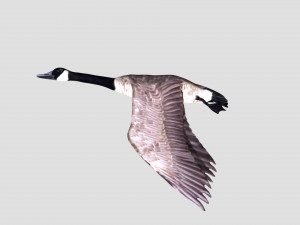 rigged canadian goose canada goose Modelo 3D