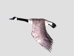 rigged canadian goose canada goose 3D Model