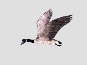 rigged canadian goose canada goose Modelo 3D