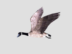 rigged canadian goose canada goose 3D Model