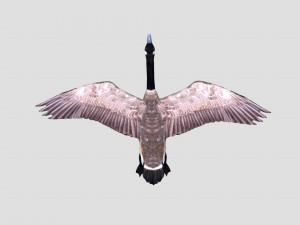 rigged canadian goose canada goose Modelo 3D