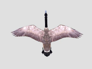rigged canadian goose canada goose 3D Model