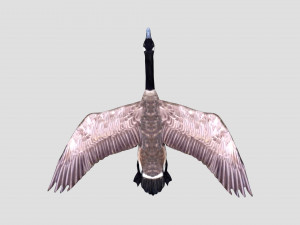 rigged canadian goose canada goose Modelo 3D