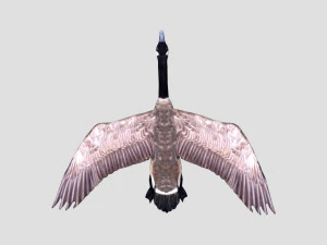 rigged canadian goose canada goose 3D Model