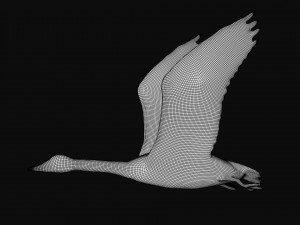rigged canadian goose canada goose Modelo 3D