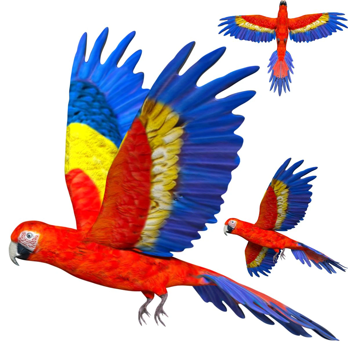 rigged red flying parrot 3D Model .c4d .max .obj .3ds .fbx .stl .blend 