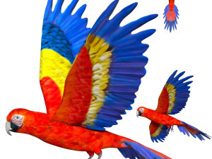 rigged red flying parrot 3Dモデル