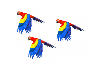rigged red flying parrot 3Dモデル