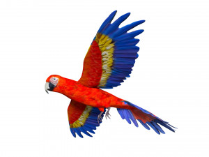 rigged red flying parrot 3Dモデル