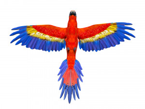 rigged red flying parrot 3Dモデル