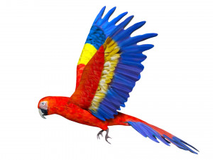 rigged red flying parrot 3Dモデル