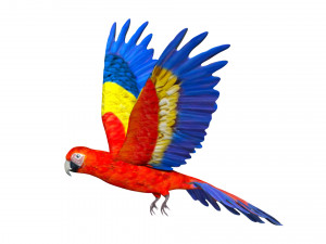 rigged red flying parrot 3Dモデル