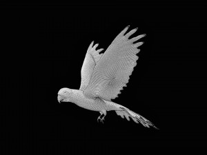 rigged red flying parrot 3Dモデル