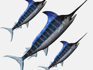 rigged swordfish merlin sword fish Model 3D