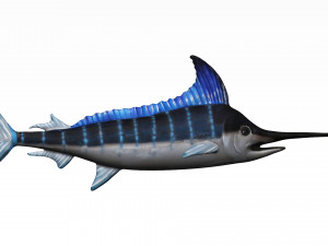 rigged swordfish merlin sword fish Model 3D