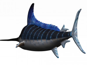 rigged swordfish merlin sword fish Model 3D