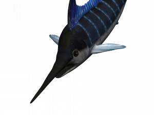 rigged swordfish merlin sword fish Model 3D