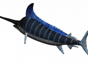 rigged swordfish merlin sword fish Model 3D