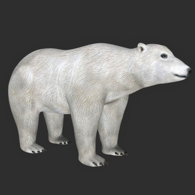 rigged polar bear 3D Модель .c4d .max .obj .3ds .fbx .stl .blend 