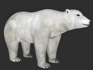 rigged polar bear Modello 3D
