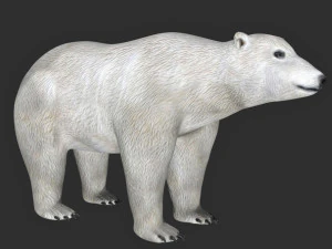 oso polar ama&ntilde;ado Modelo 3D