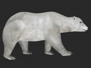 rigged polar bear 3D Модель