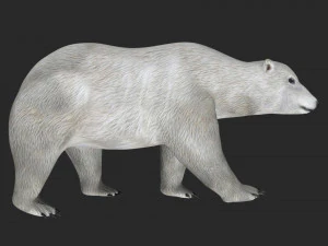 orso polare truccato Modello 3D
