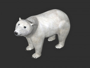 rigged polar bear 3D Модель