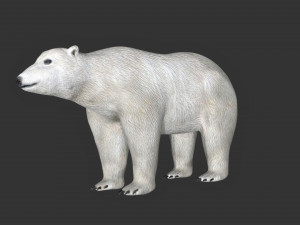 rigged polar bear 3D Модель