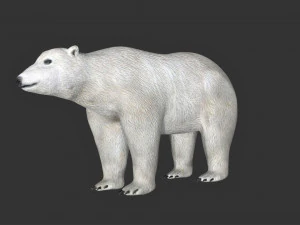 orso polare truccato Modello 3D