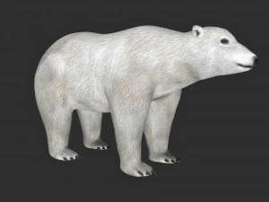 orso polare truccato Modello 3D
