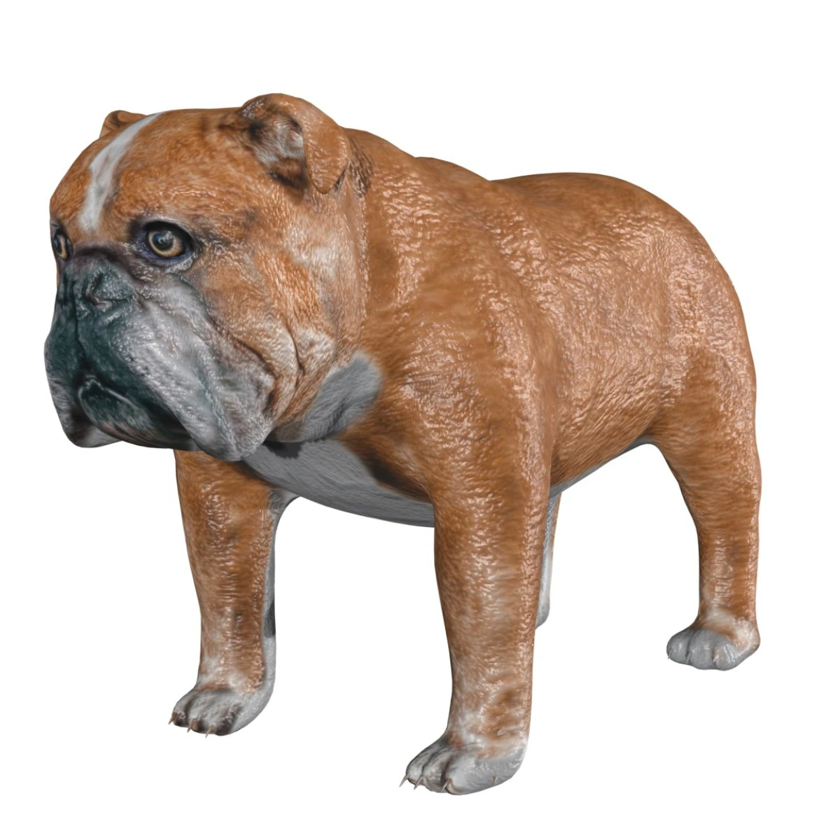 rigged bulldog bull dog 3D Model .c4d .max .obj .3ds .fbx .stl .blend 