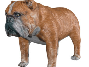 rigged bulldog bull dog 3D Model