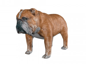 rigged bulldog bull dog Modelo 3D