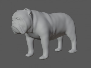 rigged bulldog bull dog Modelo 3D