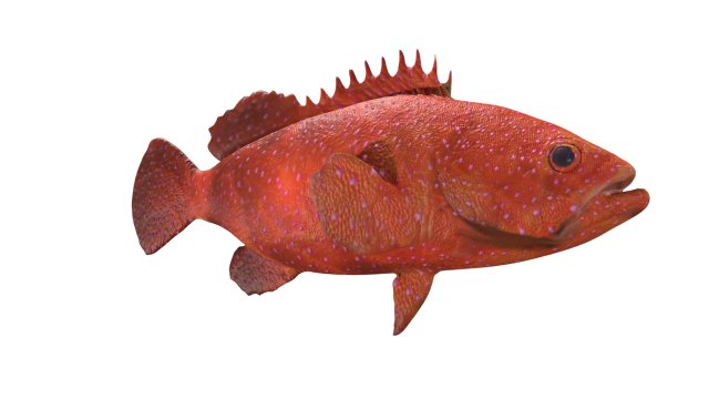 rigged grouper fish 3D Model .c4d .max .obj .3ds .fbx .stl .blend