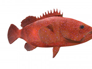 rigged grouper fish Model 3D