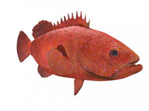 rigged grouper fish 3D Model