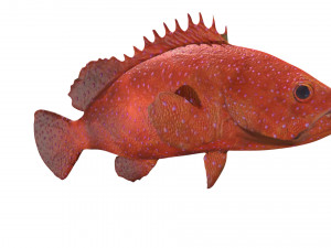 rigged grouper fish 3D Model