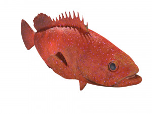 rigged grouper fish 3D Model