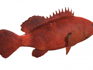 rigged grouper fish 3D Model