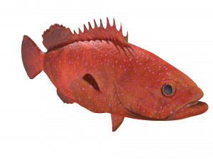 rigged grouper fish 3D Model